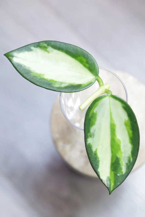 Hoya para inner variegated