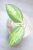 Hoya para inner variegated
