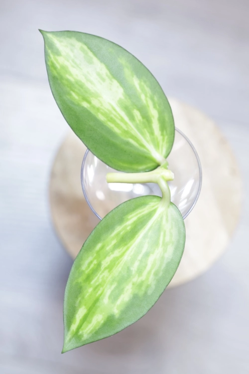 Hoya para inner variegated