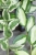 Hoya para inner variegated