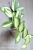 Hoya para inner variegated