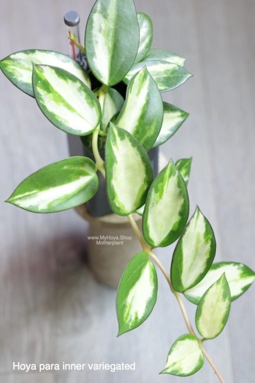 Hoya para inner variegated