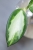Hoya para inner variegated