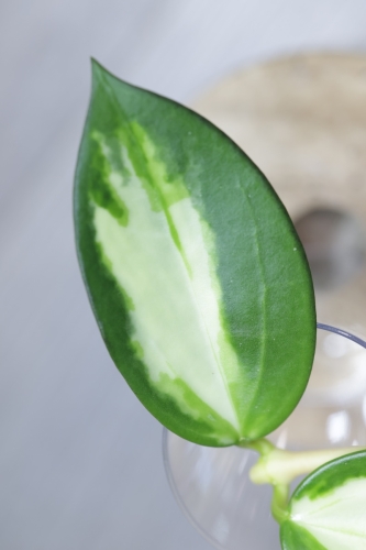 Hoya para inner variegated