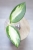 Hoya para inner variegated