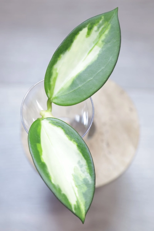 Hoya para inner variegated