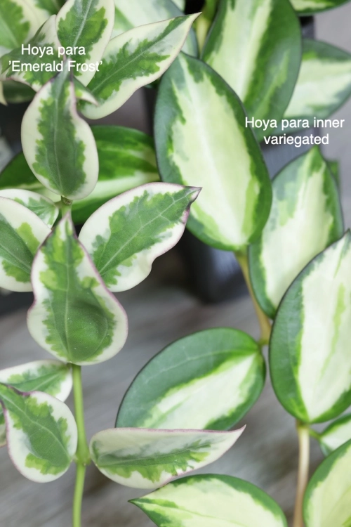 Hoya para inner variegated