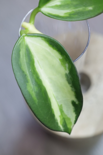 Hoya para inner variegated