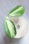 Hoya para inner variegated