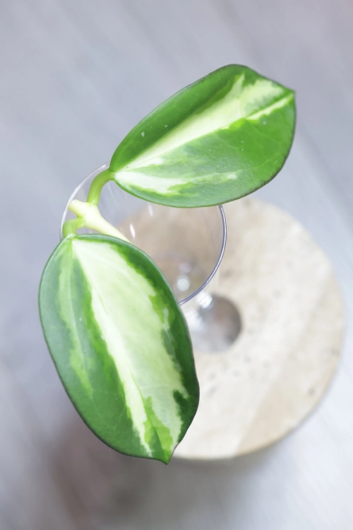 Hoya para inner variegated