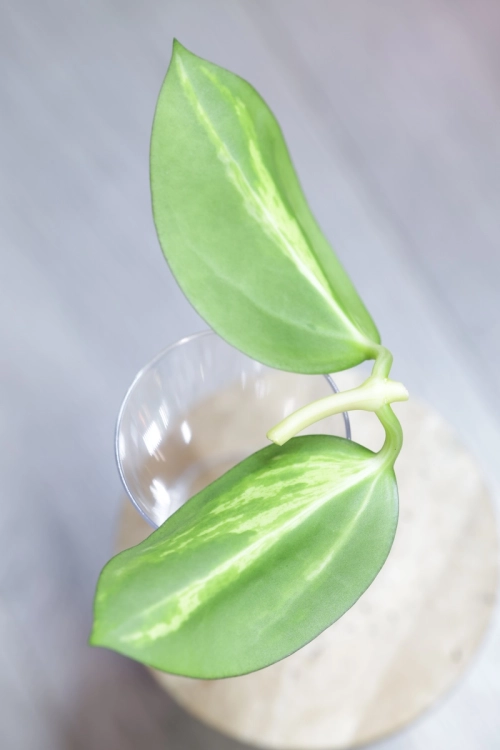 Hoya para inner variegated