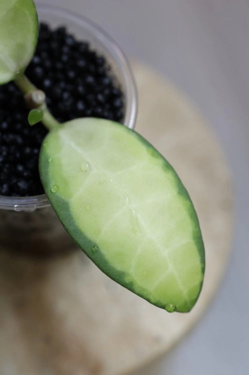 Hoya Elliptica Variegata