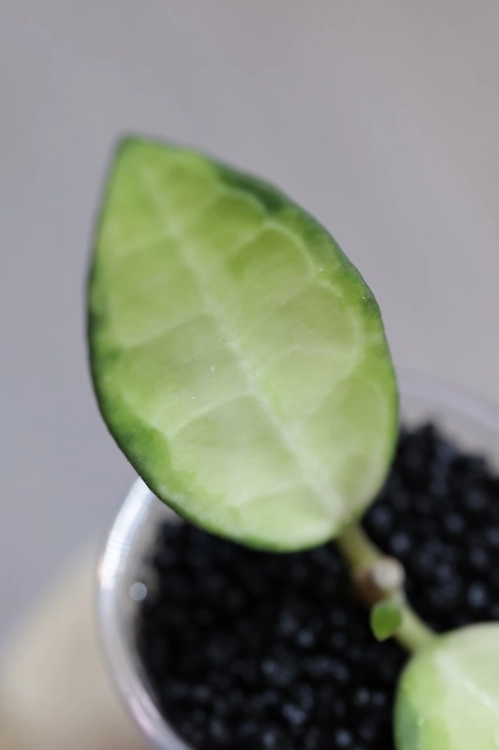 Hoya Elliptica Variegata