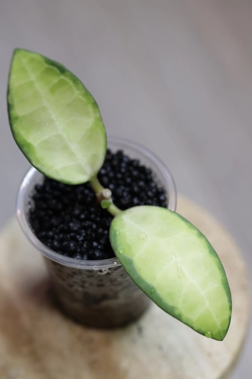 Hoya Elliptica Variegata