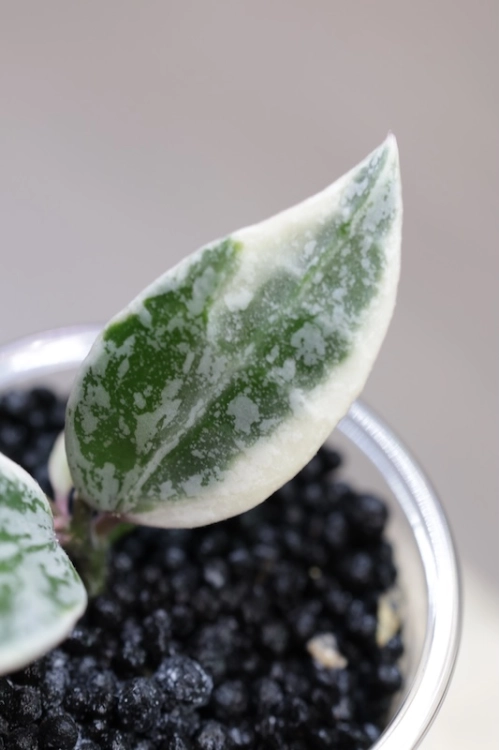 Hoya Lacunosa Lumina