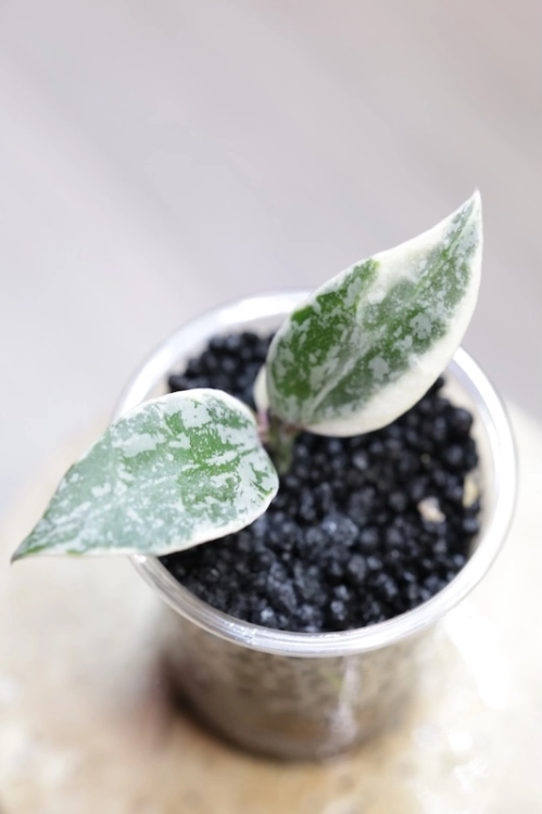 Hoya Lacunosa Lumina