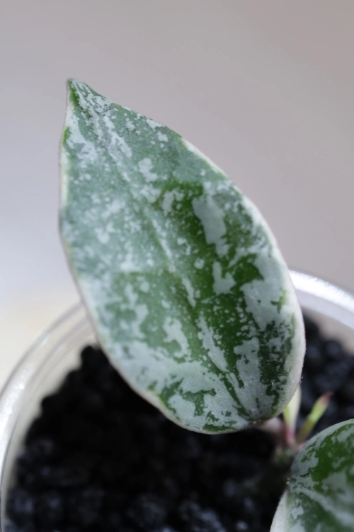 Hoya Lacunosa Lumina