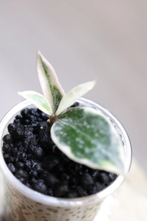 IMG_3538.JPG