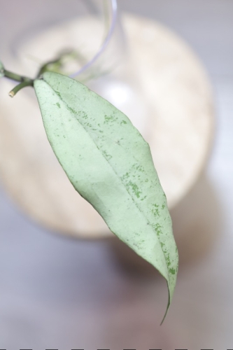 Hoya Alena