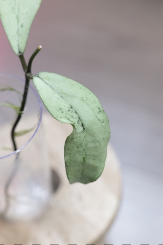 Hoya Alena
