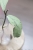 Hoya Alena