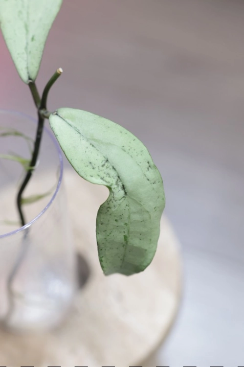 Hoya Alena