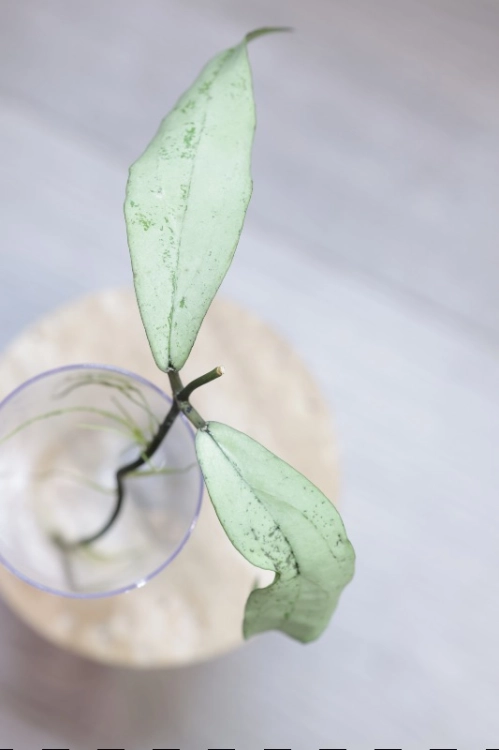 Hoya Alena