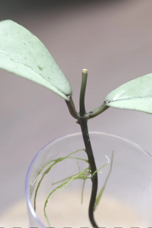 Hoya Alena