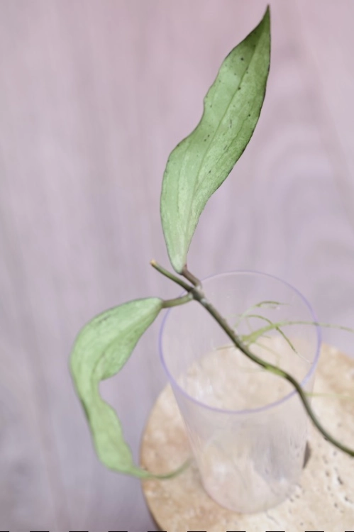Hoya Alena