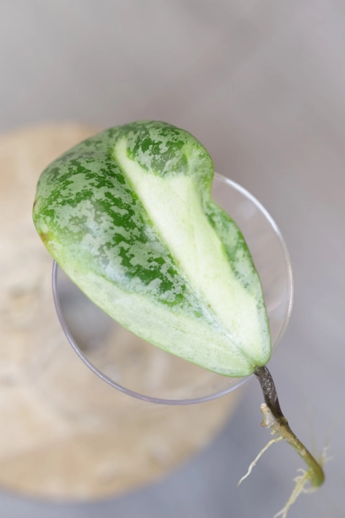 Hoya Jita Silver Variegated 'Autumn Guava'
