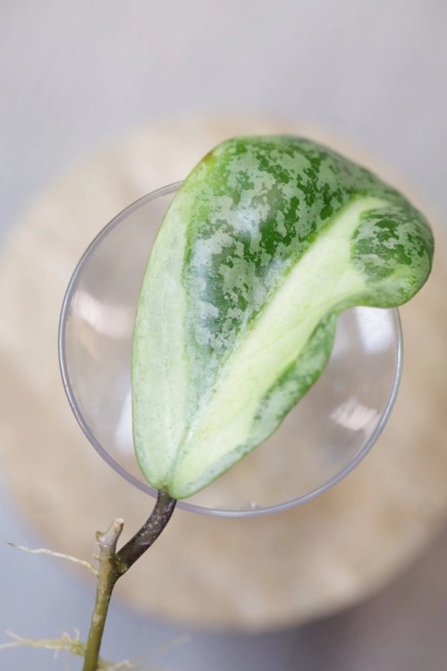 Hoya Jita Silver Variegated 'Autumn Guava'