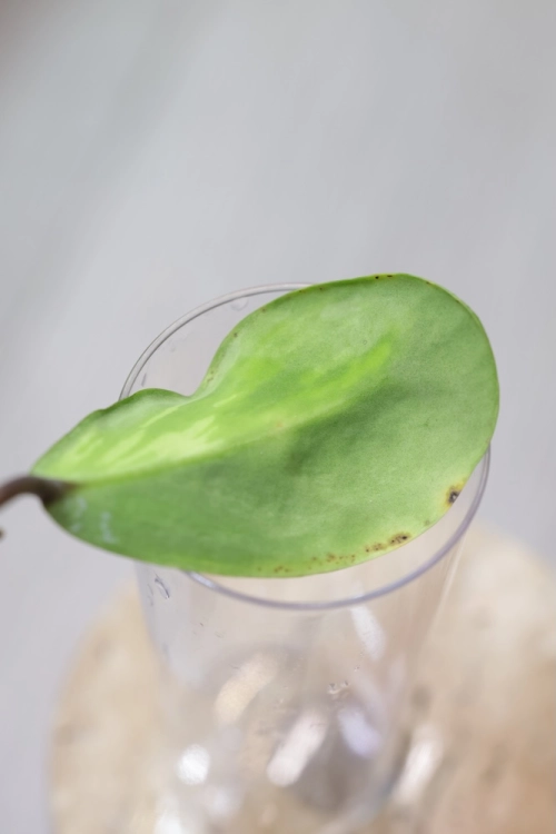 Hoya Jita Silver Variegated 'Autumn Guava'