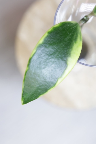 Hoya Micrantha Regina Albomarginata