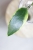 Hoya Micrantha Regina Albomarginata