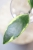 Hoya Micrantha Regina Albomarginata