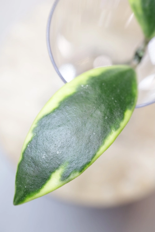 Hoya Micrantha Regina Albomarginata