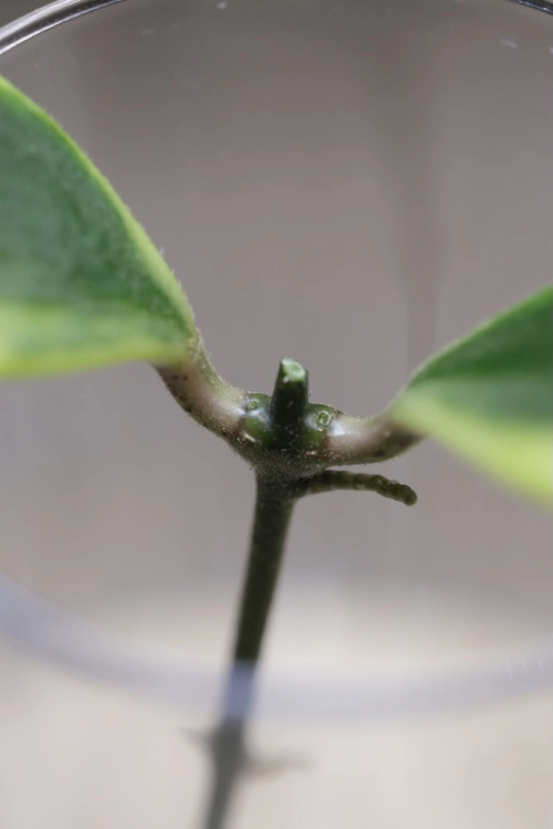 Hoya Micrantha Regina Albomarginata