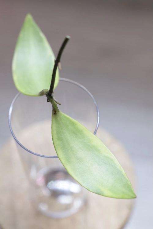 Hoya Micrantha Regina Albomarginata