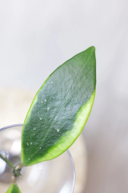IMG_3994.JPG