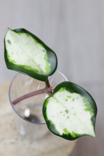 IMG_4043.JPG
