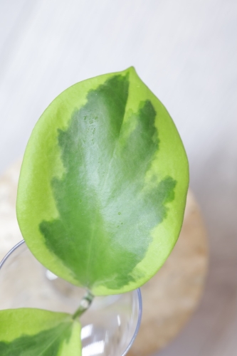 Hoya Anulata Verdora
