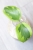 Hoya Anulata Verdora