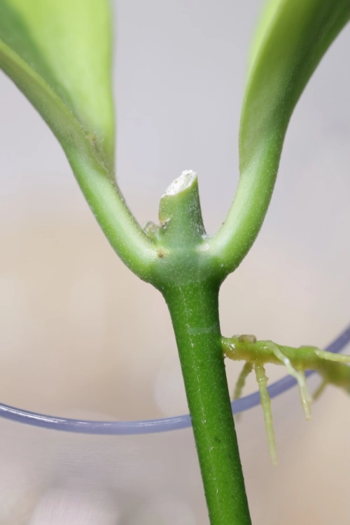 Hoya Anulata Verdora