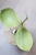 Hoya Anulata Verdora