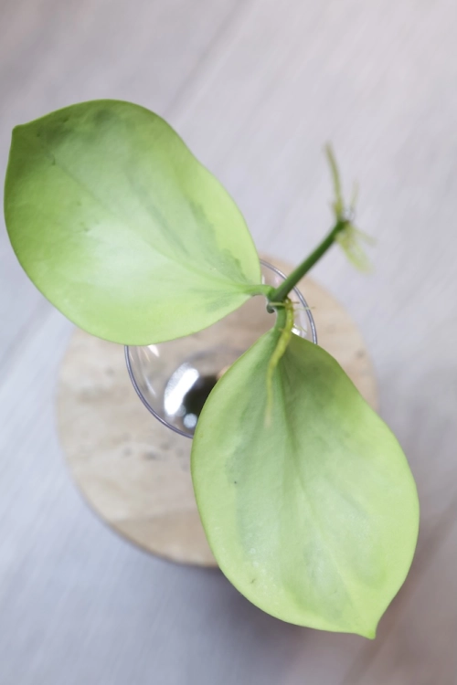 Hoya Anulata Verdora