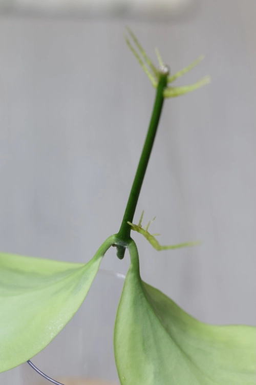 Hoya Anulata Verdora