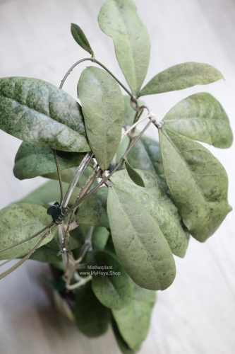 Hoya Forbesii Silver