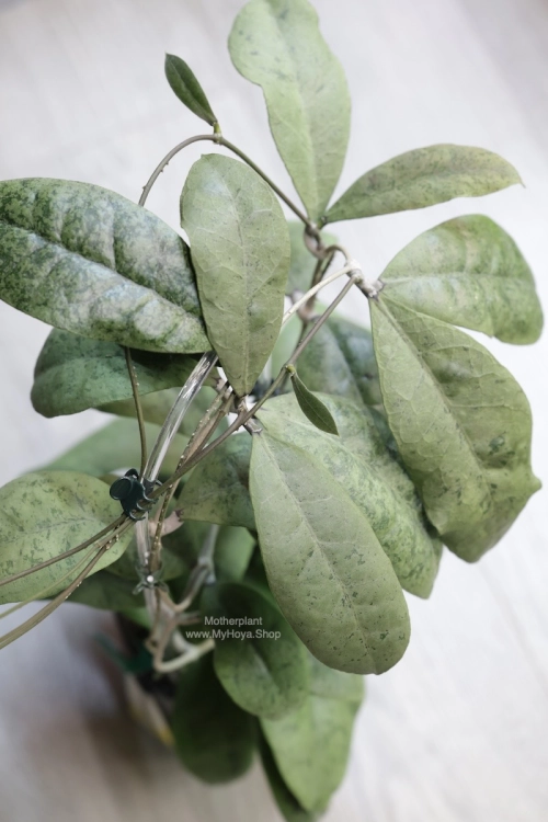 Hoya Forbesii Silver