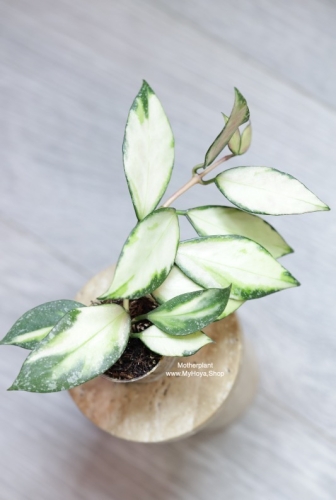 Hoya Nabawanensis Variegata