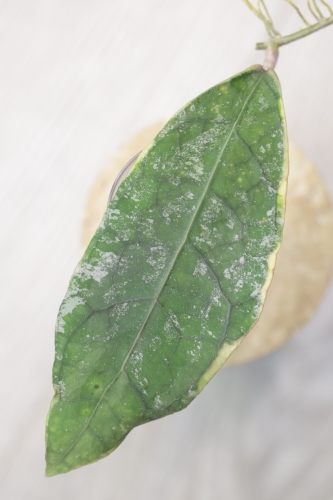 Hoya Peninsularis Variegated (sp. Perak ‘Teddy Bear’)